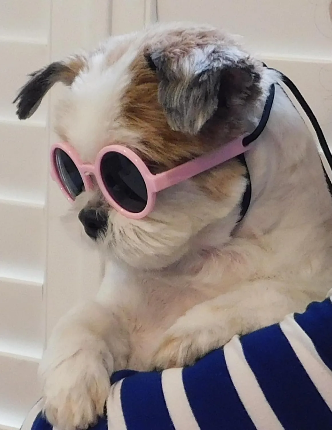 G016 Dog Cat Pet Round Sunglasses Goggles for Small Breed Dogs up to 15lbs (2-Pack Black   Pink)